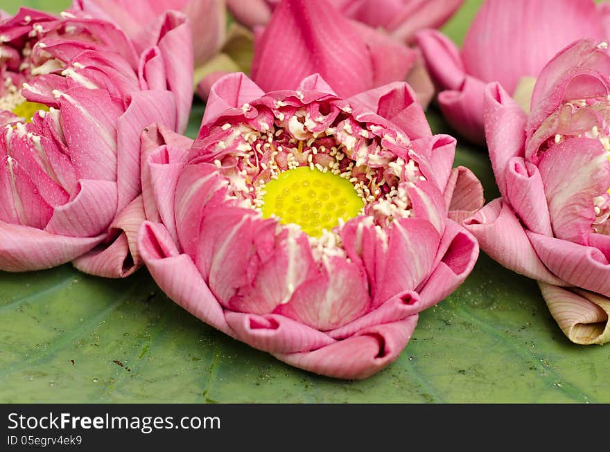 The Art Of Folding Lotus Petals