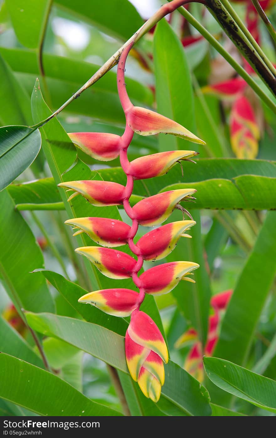 Heliconcia Flower