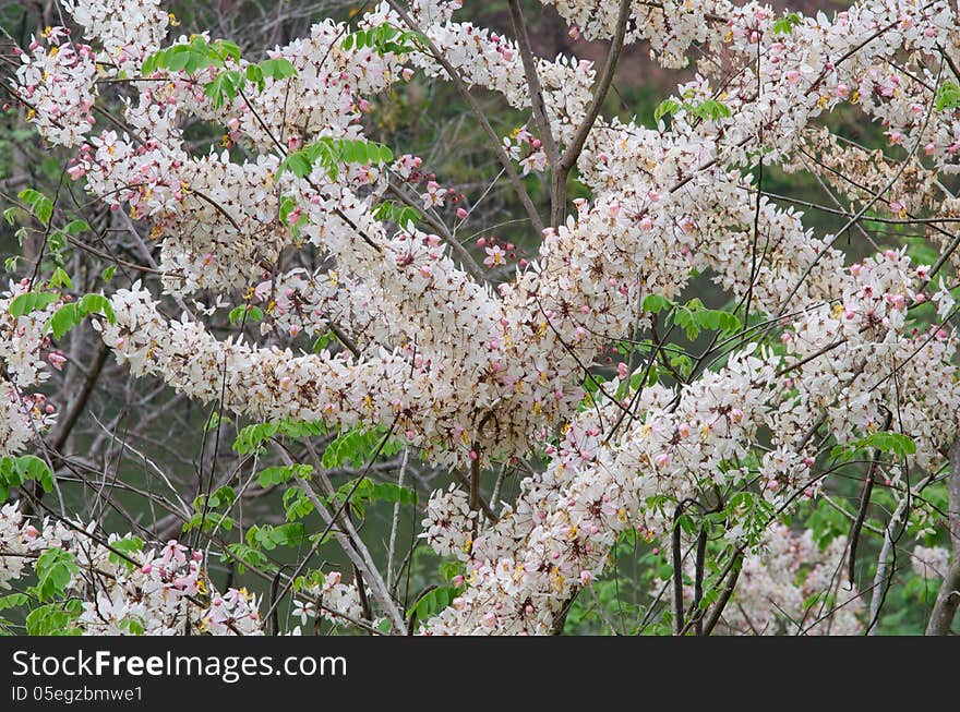 Cassia bakeriana blooming in garden