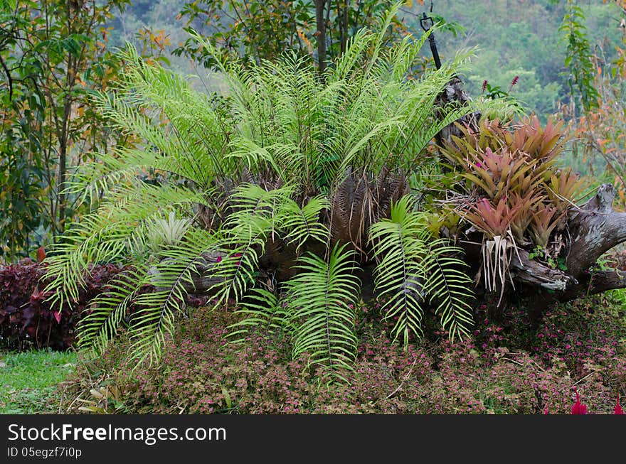 Green fern growing on timber