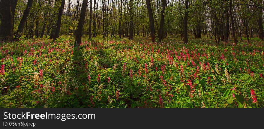 Wild flowers in a mountain forest in spring