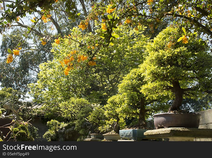 Garden bonsai Chinese elm set (Ulmus Parvifolia). Garden bonsai Chinese elm set (Ulmus Parvifolia)