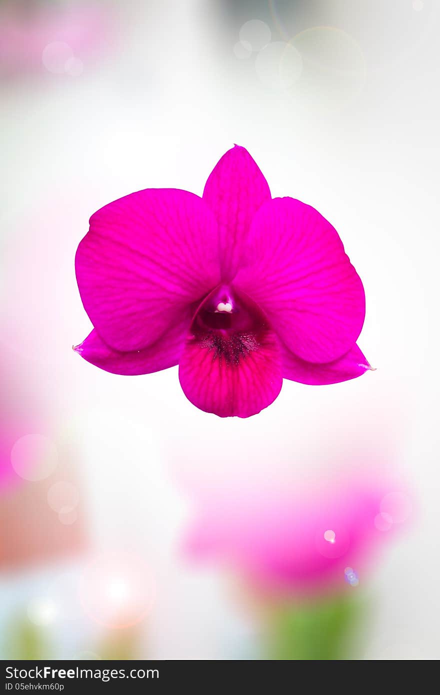 Pink Orchid on blur background. Pink Orchid on blur background.