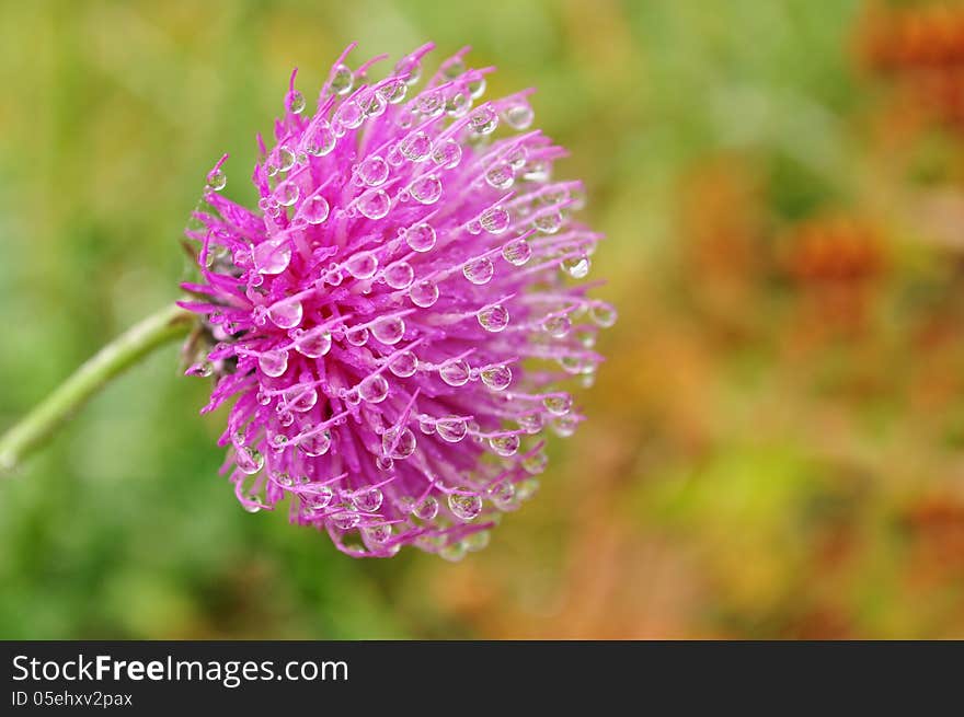 Thistle with in the morning dew