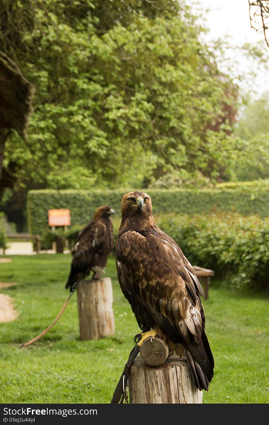 Harris's hawk sitting on a tree stump. Harris's hawk sitting on a tree stump