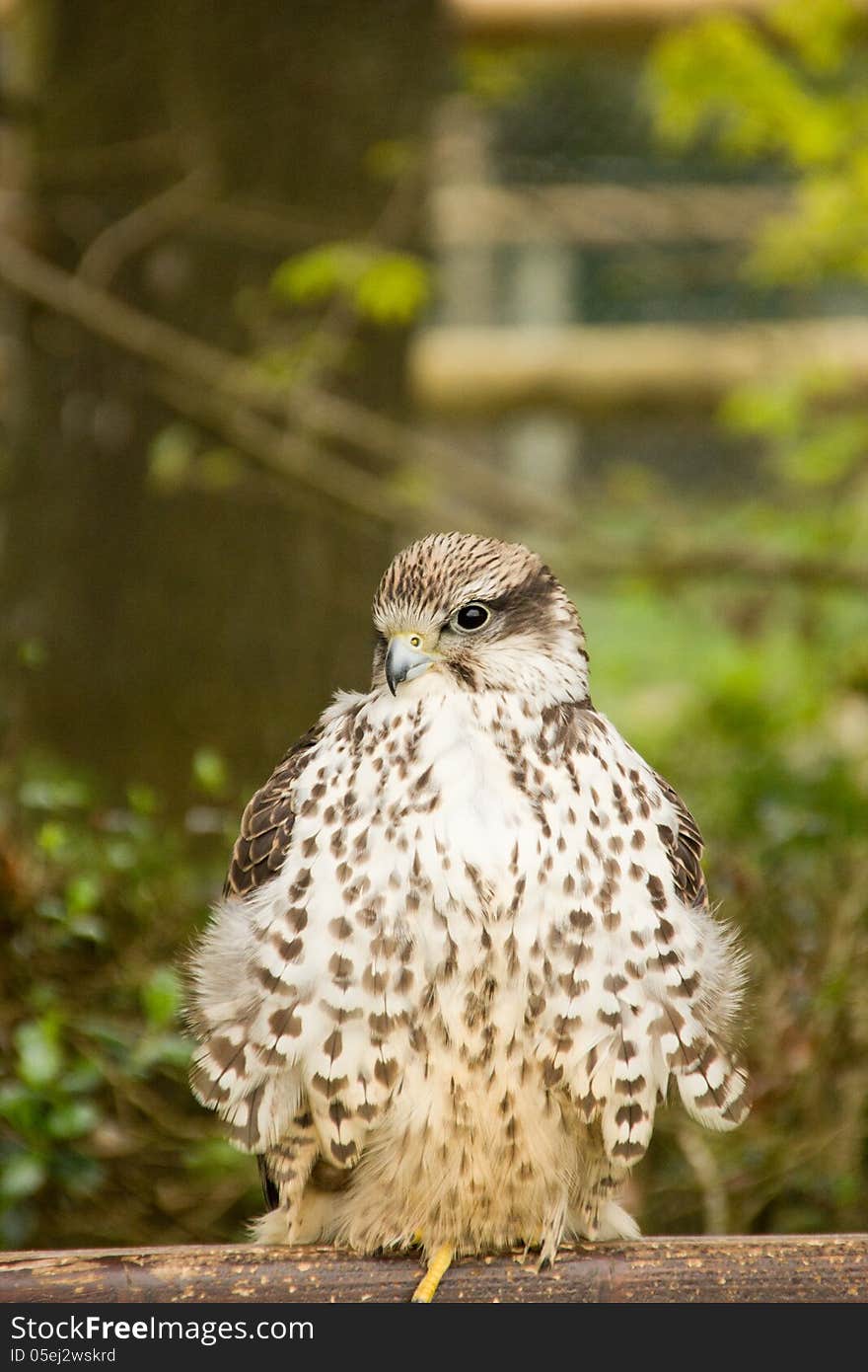 Goshawk observing surrounds from the wooden platform