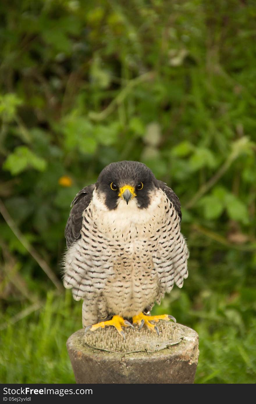 A Falcon sitting on a tree stump and staring