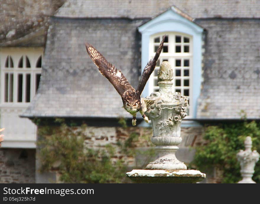 An Owl diving for the prey