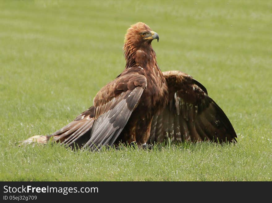 Harris's hawk protecting his kill. Harris's hawk protecting his kill