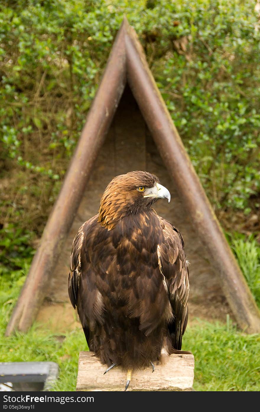 Harris's hawk sitting on a tree stump. Harris's hawk sitting on a tree stump