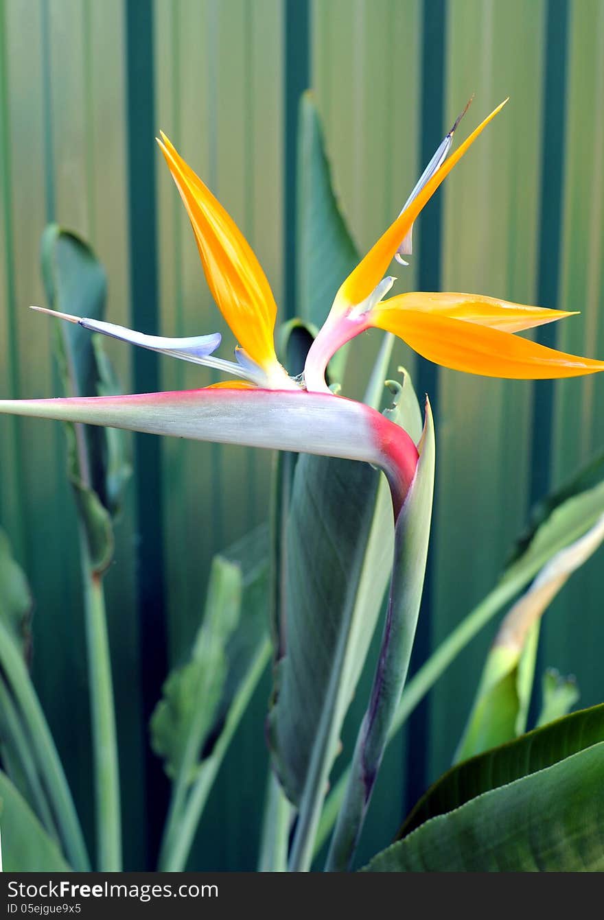 Bird of Paradise or South African Crane Flower, botanical name Strelitzia reginae, in garden setting.