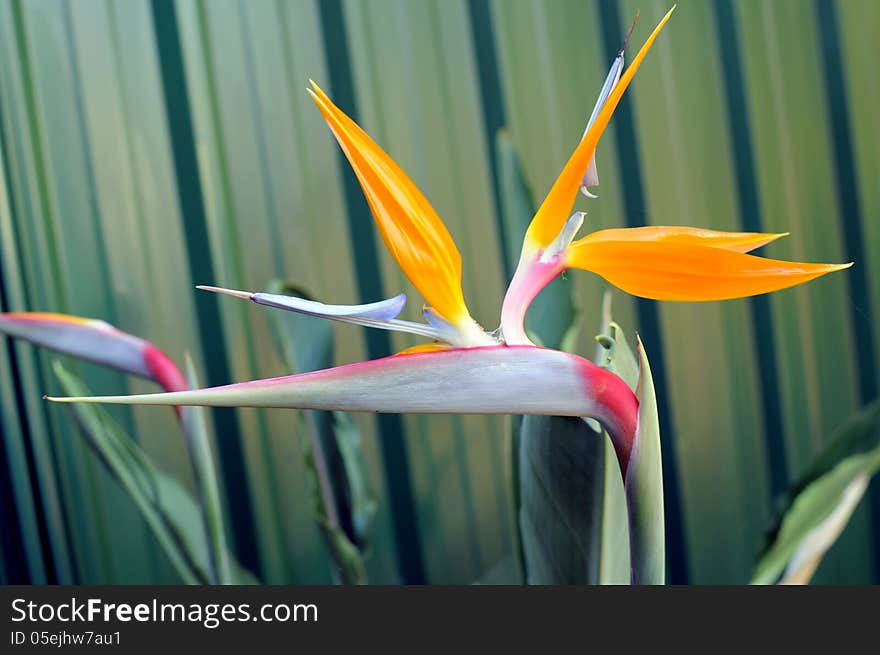Bird of Paradise or South African Crane Flower, botanical name Strelitzia reginae, in garden setting.