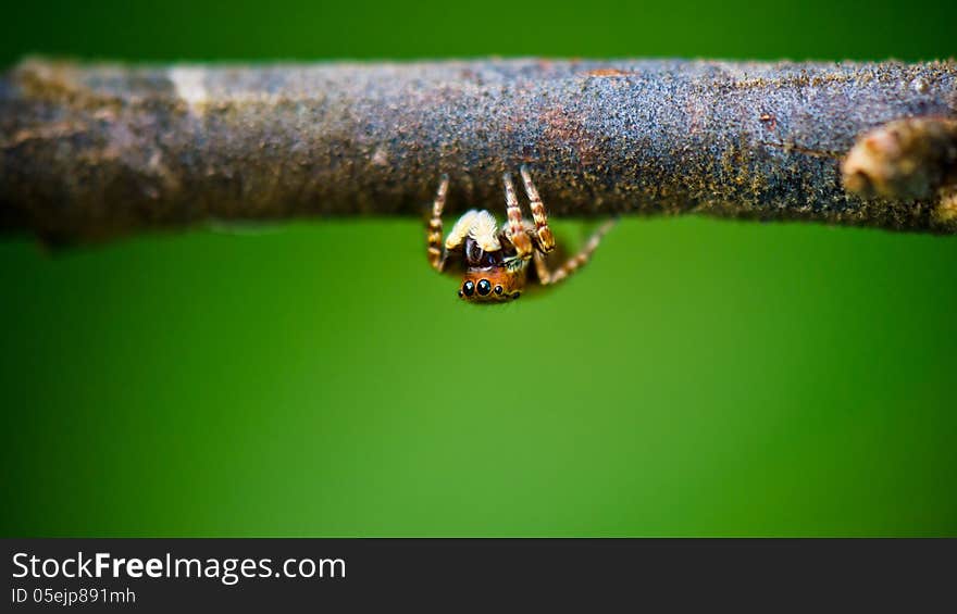 Jumping spider