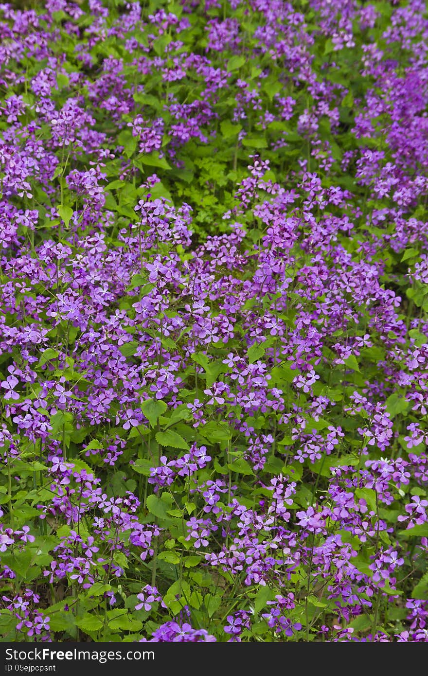 Beautiful spring flowers.