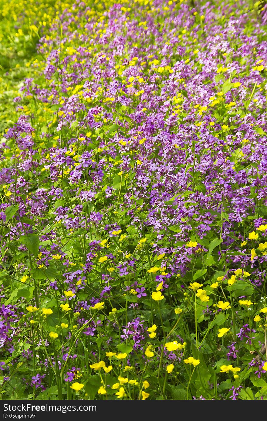 Spring flowers