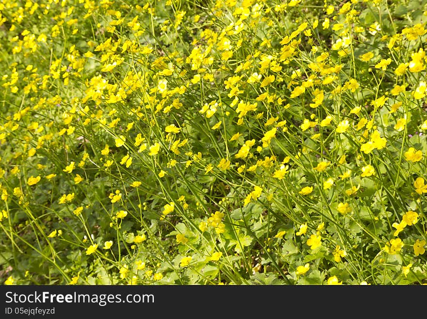 Beautiful spring flowers.