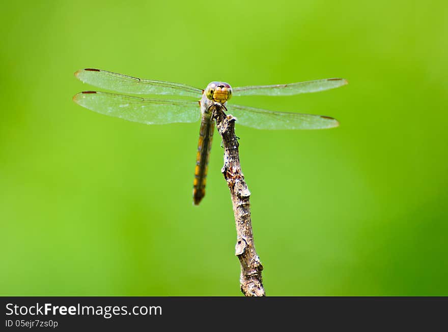 Front view of a dragonfly at rest on the branches. Front view of a dragonfly at rest on the branches.