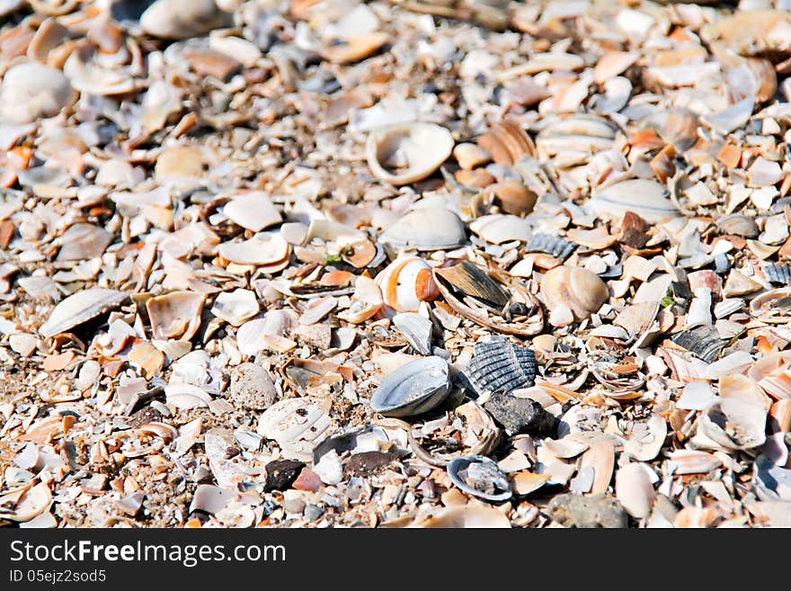 Shell seamless - background of a beach covered by shells. Shell seamless - background of a beach covered by shells