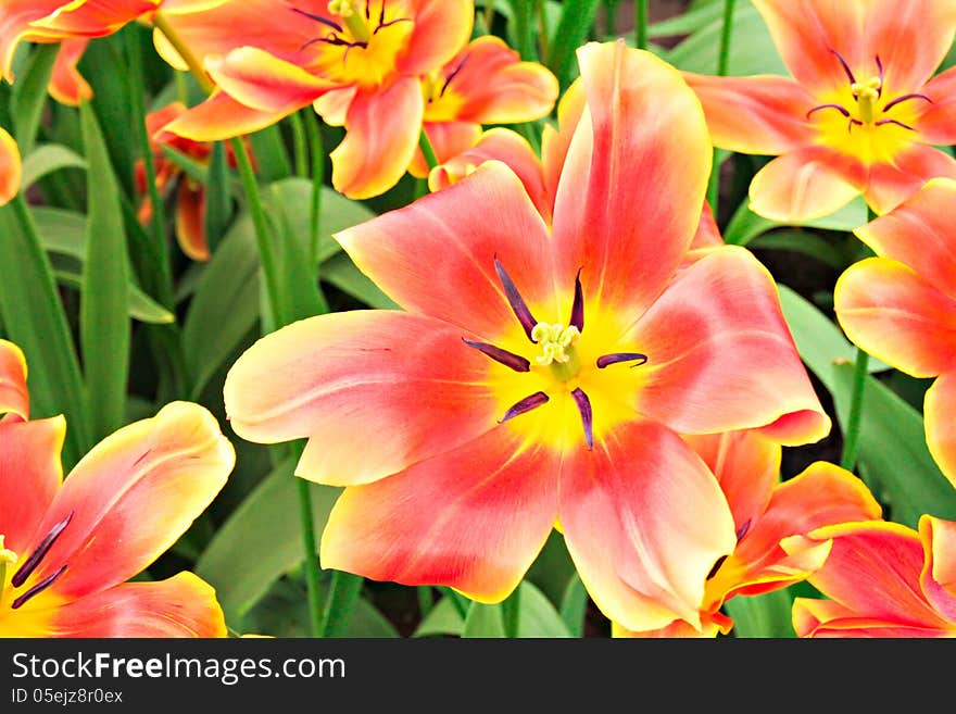 Red tulips bed in the garden. Red tulips bed in the garden