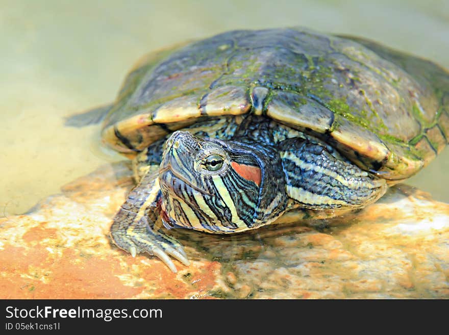 A red-eared slider sitting on a rock in a small pond. A red-eared slider sitting on a rock in a small pond