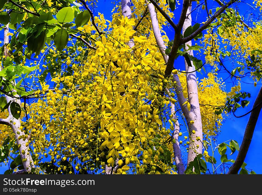 Golden Shower Tree. Cassia fistula. Indian Laburnum, Ratchaphruek