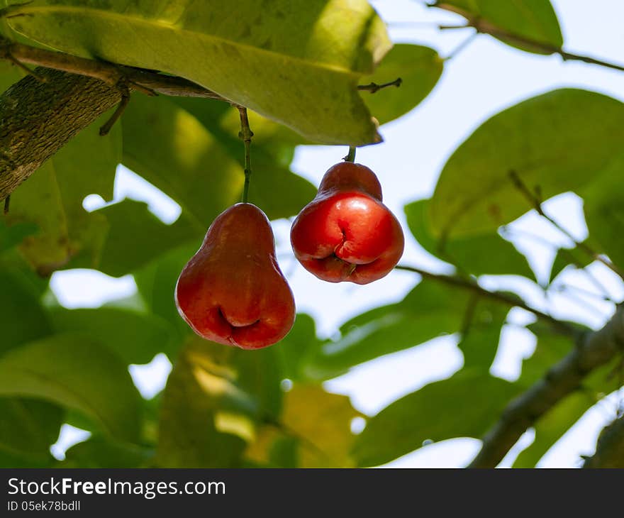 Two Syzygium samarangense. Rose apple fruit. Two Syzygium samarangense. Rose apple fruit.