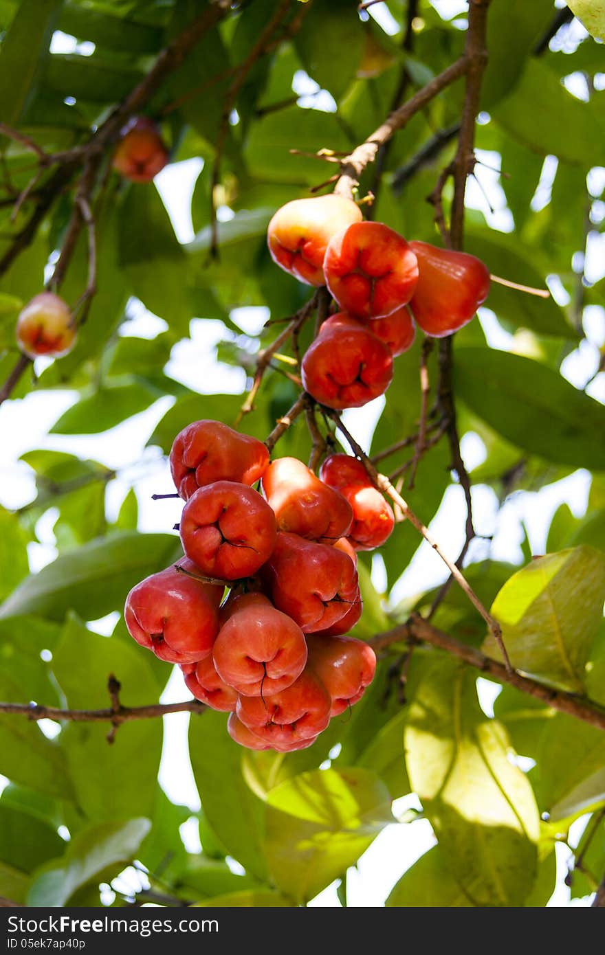 Bunch of Syzygium samarangense. Rose apple fruit.