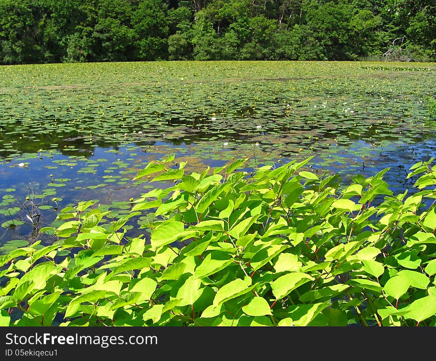 Beautiful summer pond