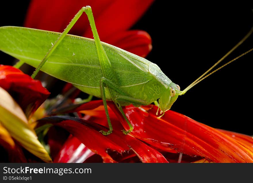 An adult Plant Hopper eating the petals of an African daisy.