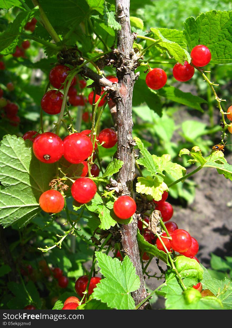 Berry Of A Red Currant In A Hand