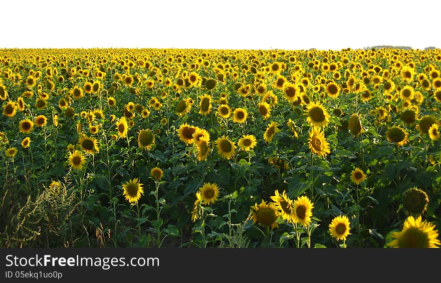 Field with beautiful sunflowers on the blue sky background. Field with beautiful sunflowers on the blue sky background