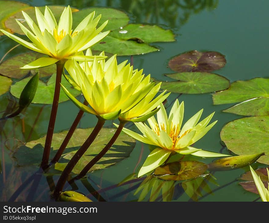 The yellow of lotus on water. The yellow of lotus on water