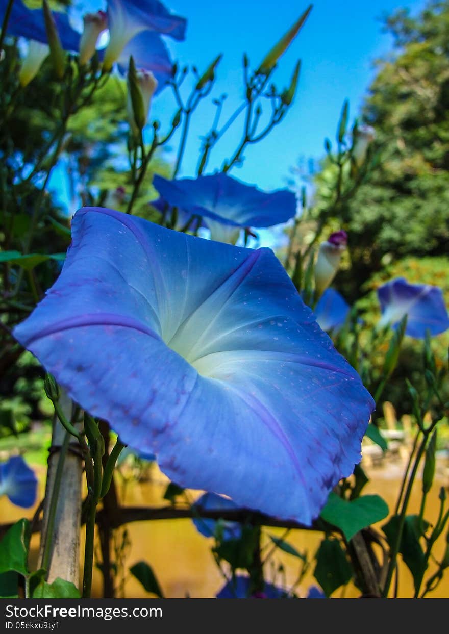 Blue colored morning Glory Flowers in garden. Blue colored morning Glory Flowers in garden