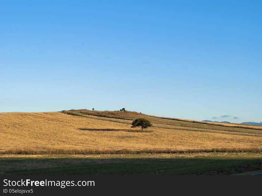 Hill covered with ripe wheat and a tree in the middle. Hill covered with ripe wheat and a tree in the middle