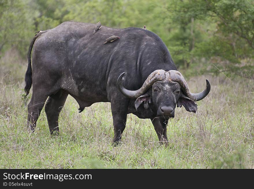 African Buffalo bull with Oxpeckers on his back