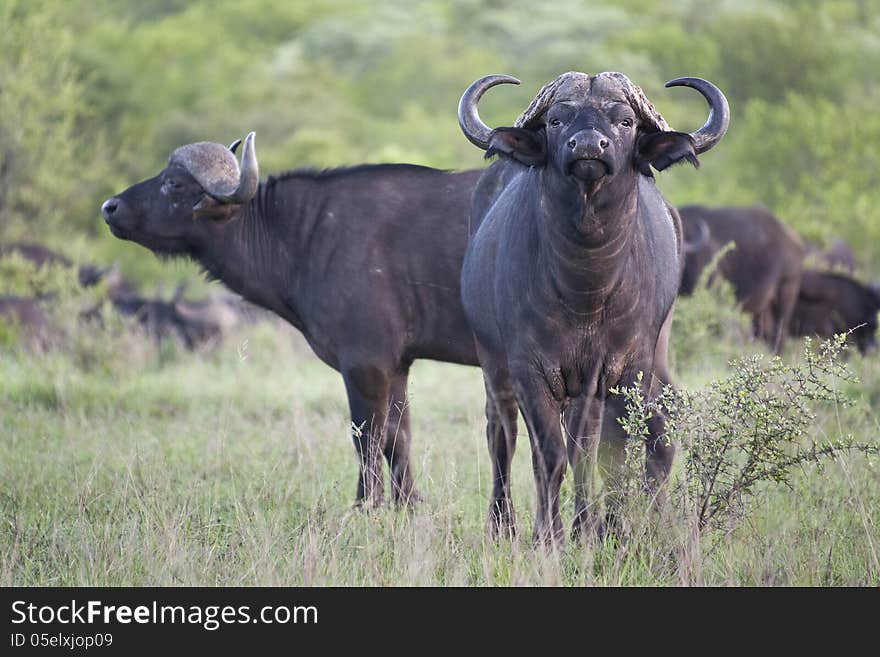 African Buffalo pair, with one looking at the camera and one facing to the right.