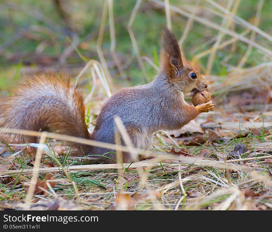 Red squirrel holding walnut