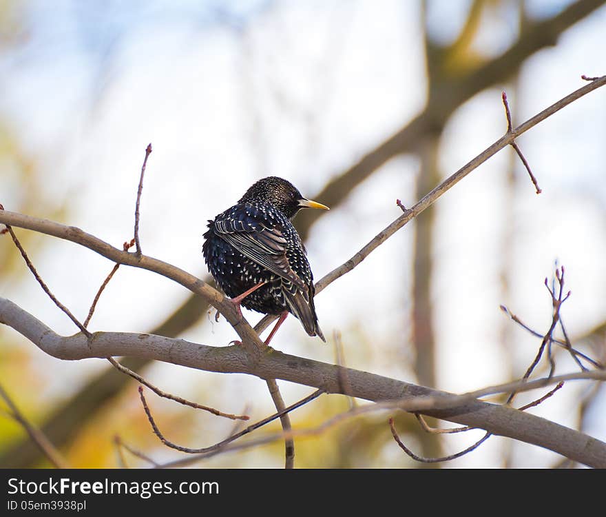 Common starling perching on branch