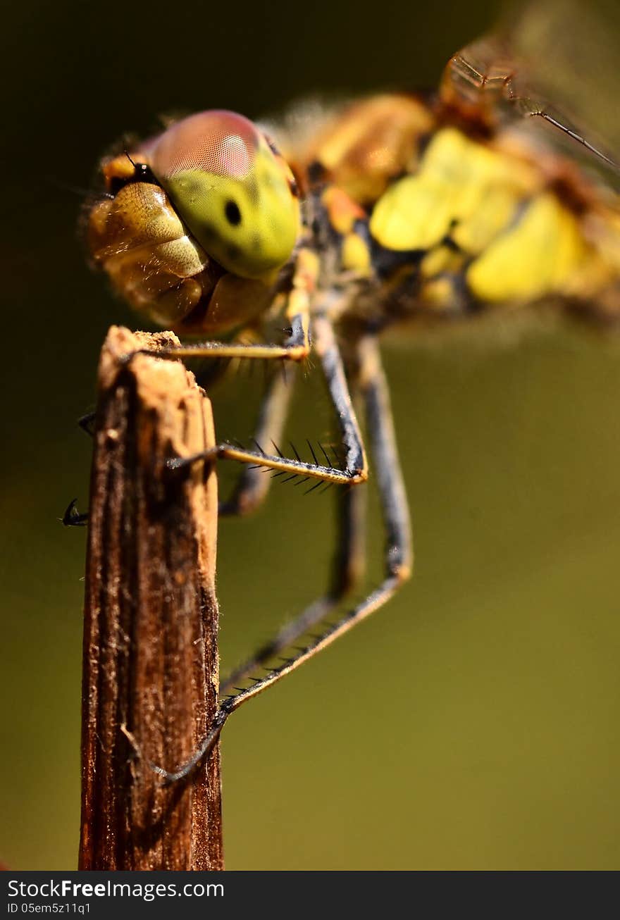 Dragonfly on a branch, close-up