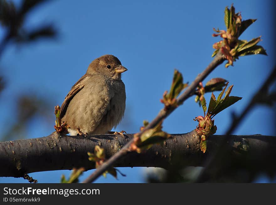 Sparrow on a roof, CU