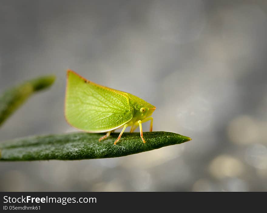 A small juvenile Plant Hopper sitting on a leaf