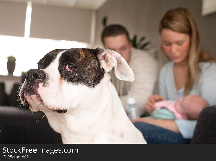 Happy young parents and their little baby. Dog is watching. Happy young parents and their little baby. Dog is watching