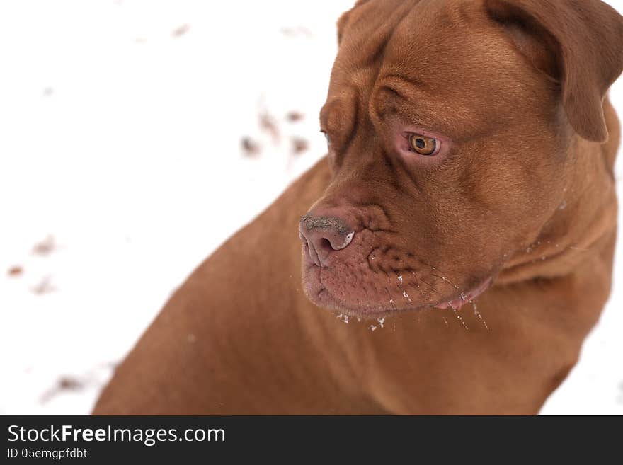 Dog portrait in the cold winter snow in a park. Dog portrait in the cold winter snow in a park