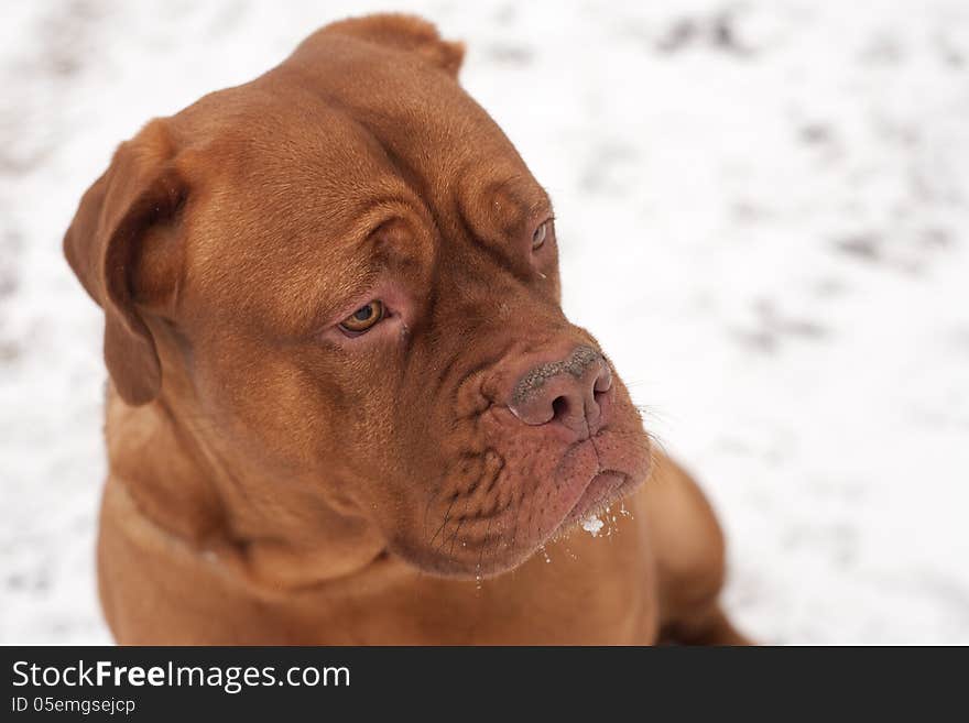 Dog portrait in the cold winter snow in a park