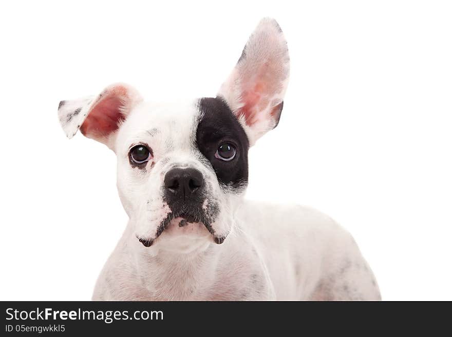 Crossbreed cute puppy in a studio having a great time. Crossbreed cute puppy in a studio having a great time