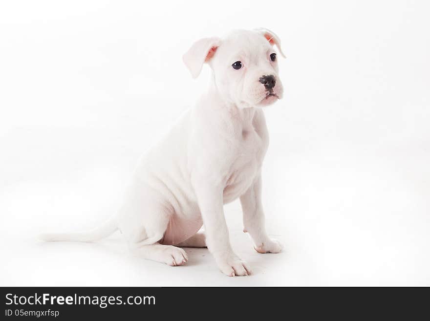 Crossbreed cute puppy in a studio having a great time. Crossbreed cute puppy in a studio having a great time