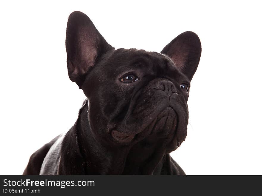 Crossbreed cute puppy in a studio having a great time. Crossbreed cute puppy in a studio having a great time