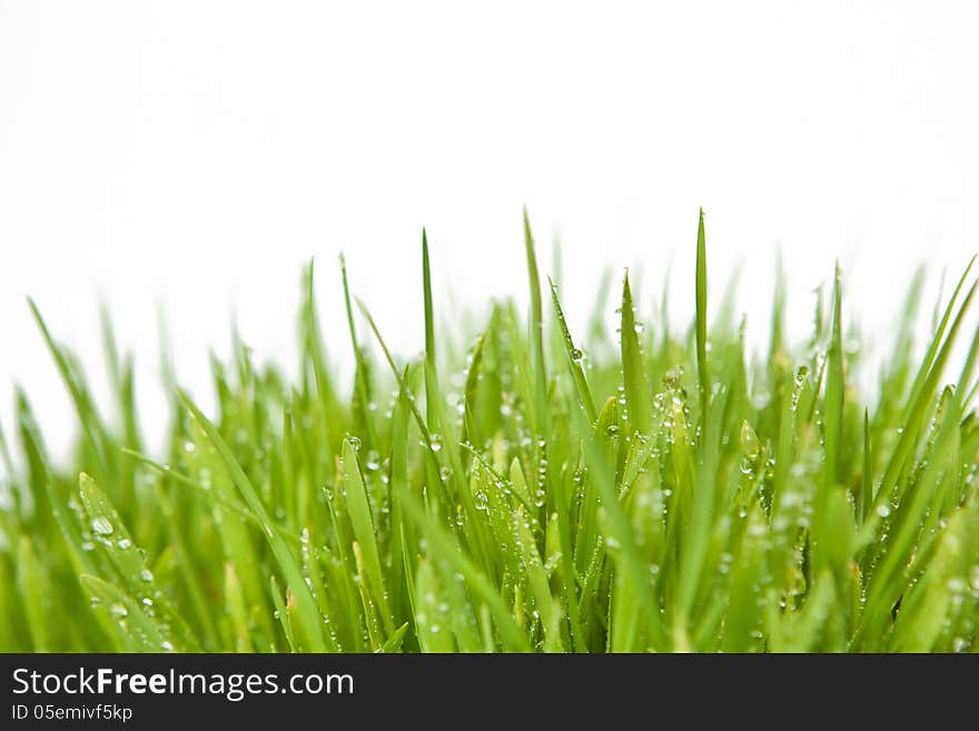 Fresh grass with dew drops on white background