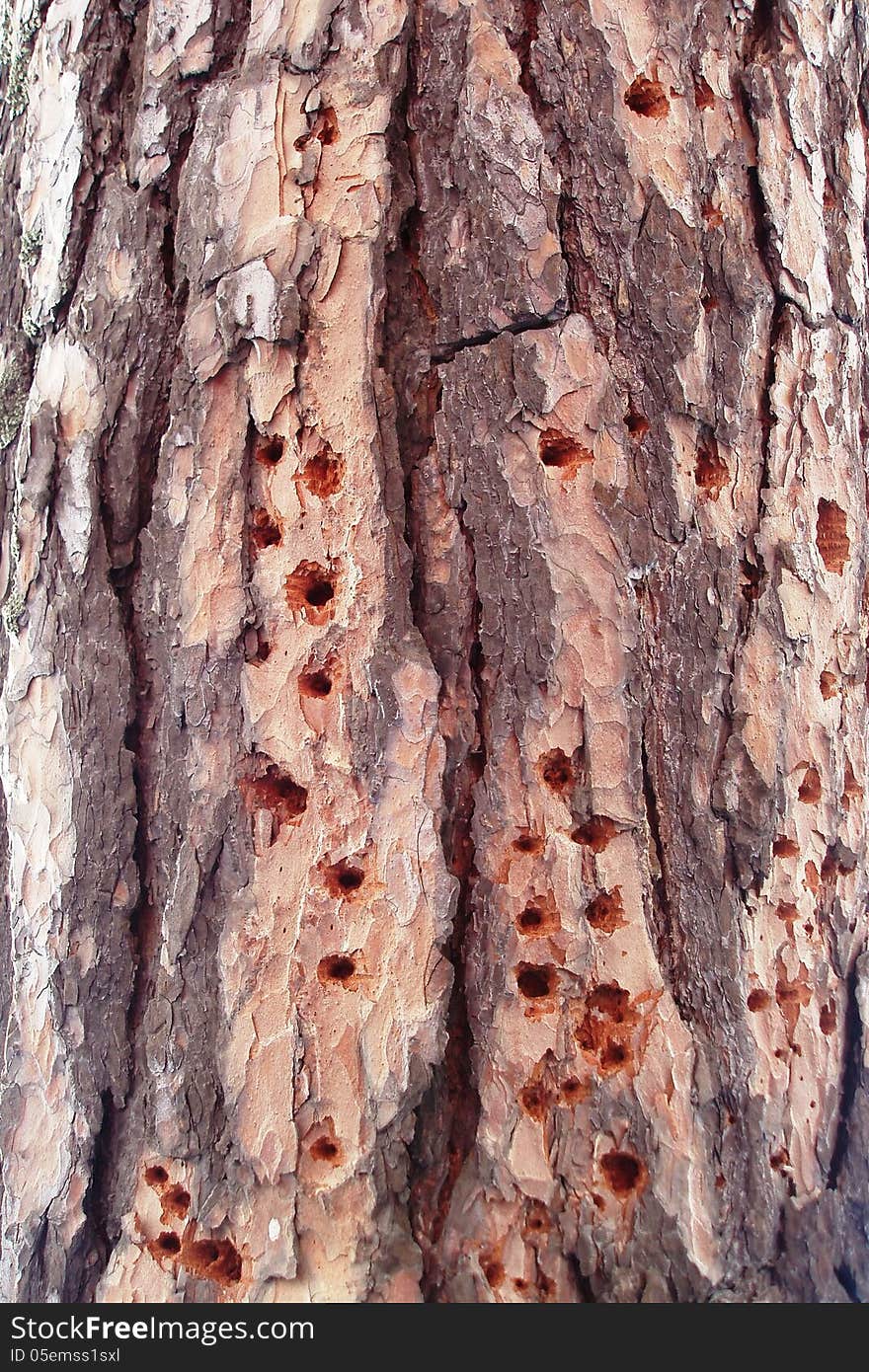 Background from the bark of pine trees, where many small holes. Background from the bark of pine trees, where many small holes.