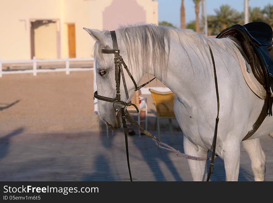 Standing white horse with saddle and bridle